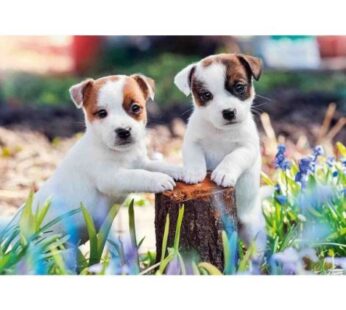 Puzzle Catelusi, 2X12 Piese